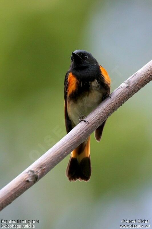 American Redstart male adult breeding