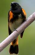 American Redstart