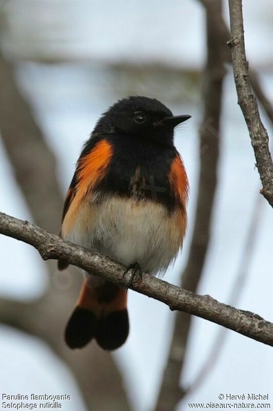 American Redstart male adult breeding