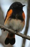 American Redstart