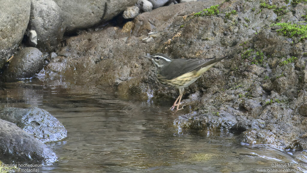 Paruline hochequeue