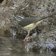 Louisiana Waterthrush