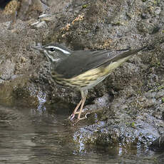 Paruline hochequeue