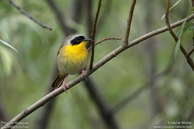 Common Yellowthroat male adult breeding