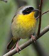 Common Yellowthroat