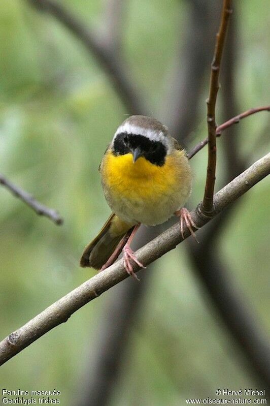 Common Yellowthroat male adult breeding