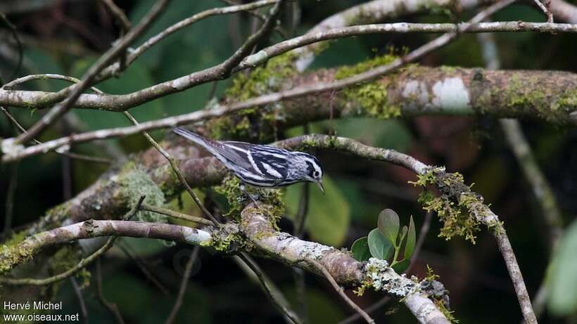 Paruline noir et blanc mâle adulte internuptial, habitat