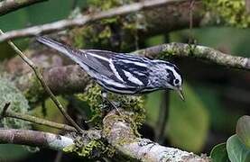 Paruline noir et blanc