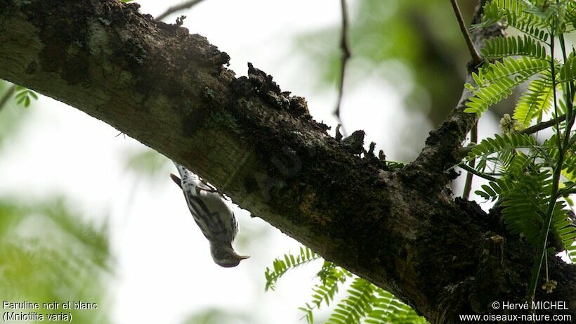 Black-and-white Warbler