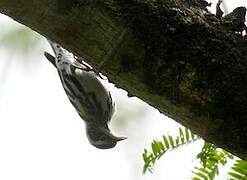 Paruline noir et blanc