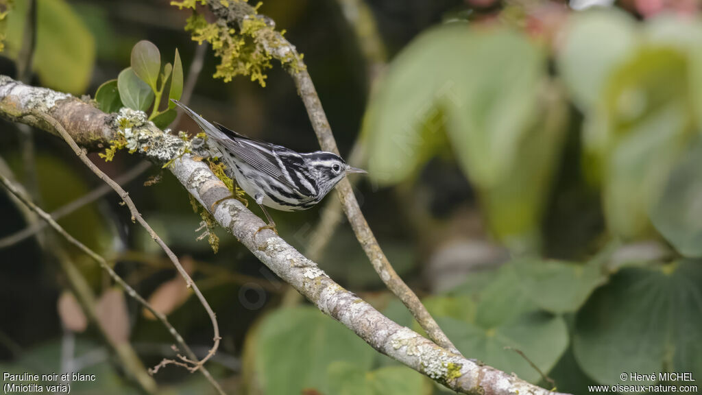 Paruline noir et blanc