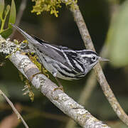 Black-and-white Warbler