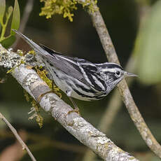 Paruline noir et blanc