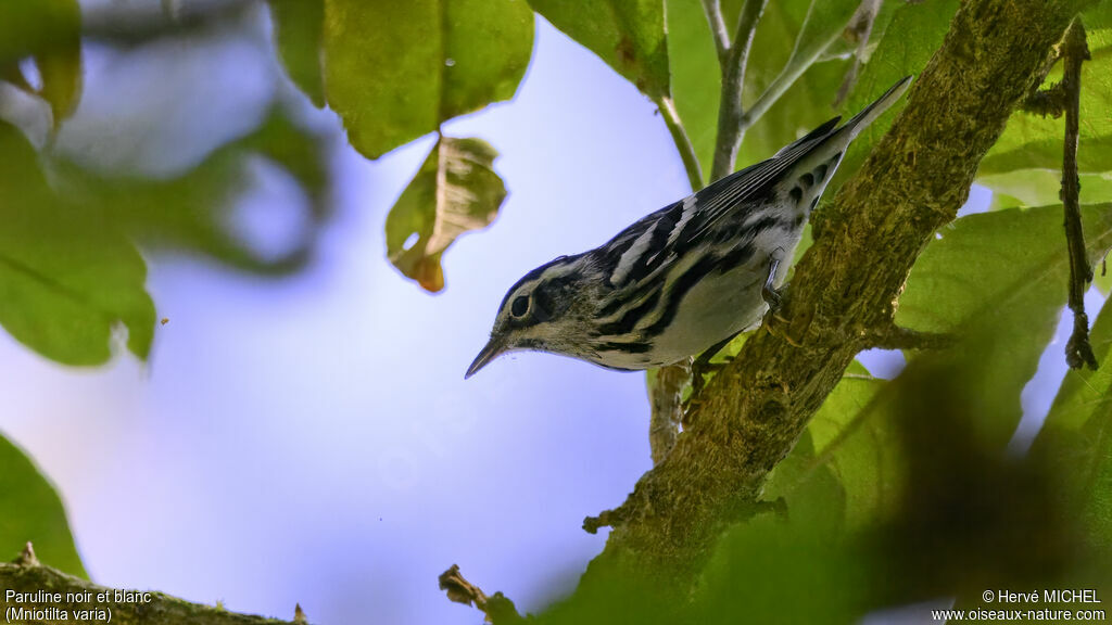 Paruline noir et blanc