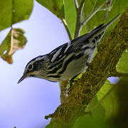 Black-and-white Warbler