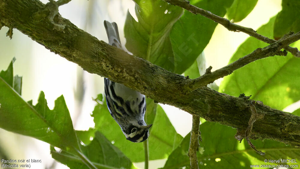 Paruline noir et blanc