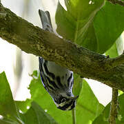 Black-and-white Warbler