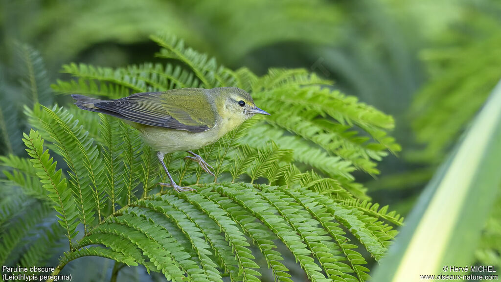 Tennessee Warbler