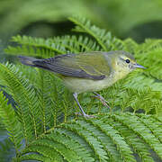 Tennessee Warbler