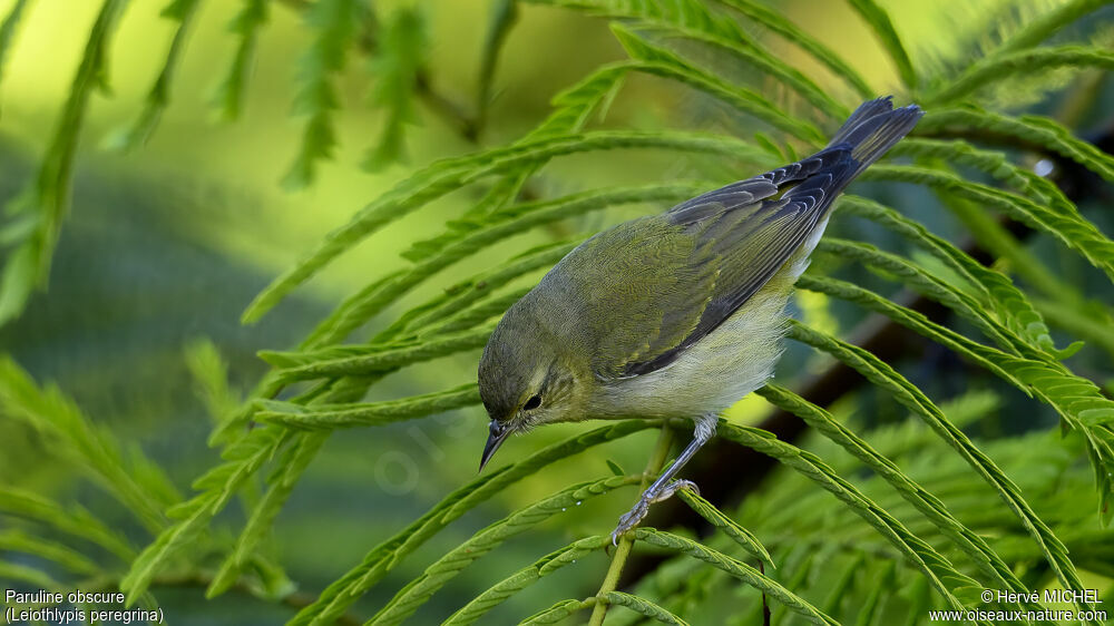 Tennessee Warbler