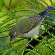 Tennessee Warbler