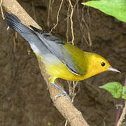 Prothonotary Warbler