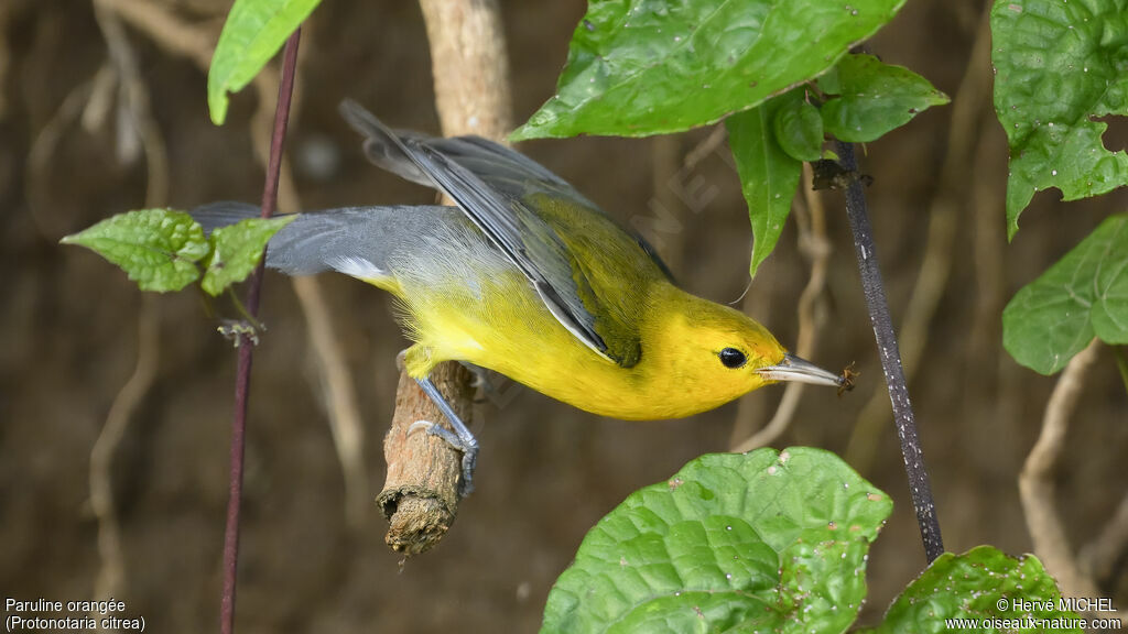 Prothonotary Warbler