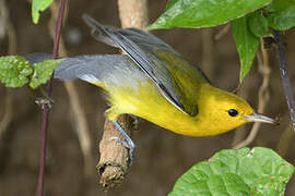 Prothonotary Warbler