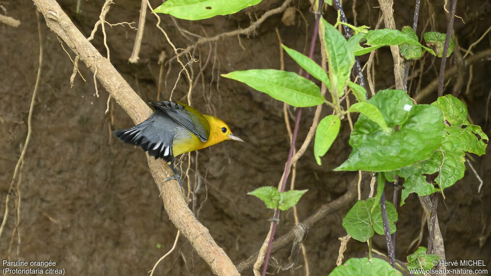 Prothonotary Warbler