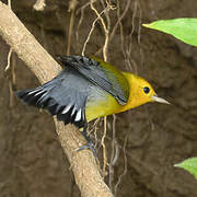 Prothonotary Warbler