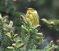 Cape May Warbler