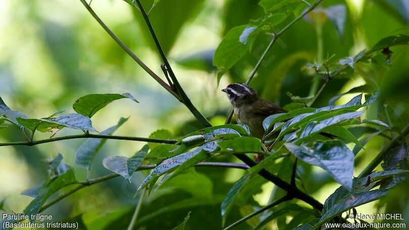 Three-striped Warbler