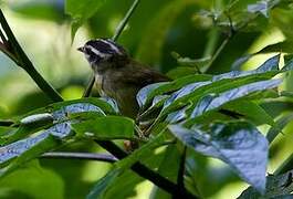 Three-striped Warbler