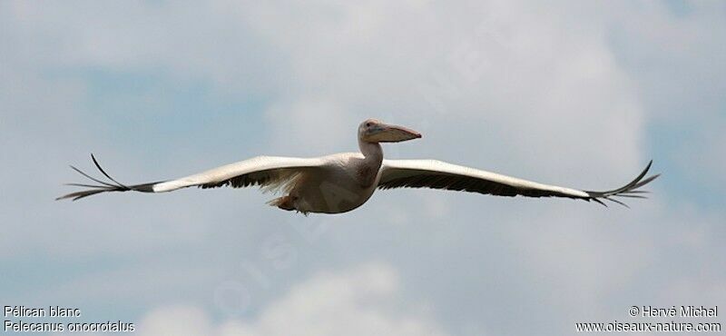 Great White Pelican