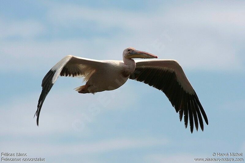 Great White Pelicanadult