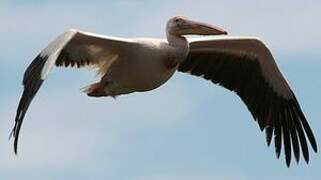 Great White Pelican