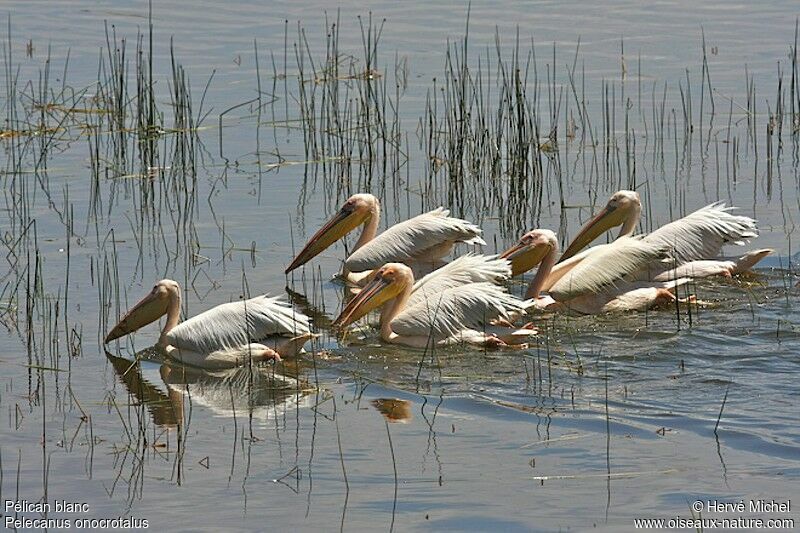 Great White Pelican