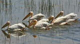 Great White Pelican