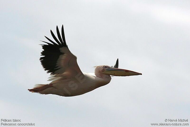 Great White Pelican