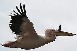 Great White Pelican