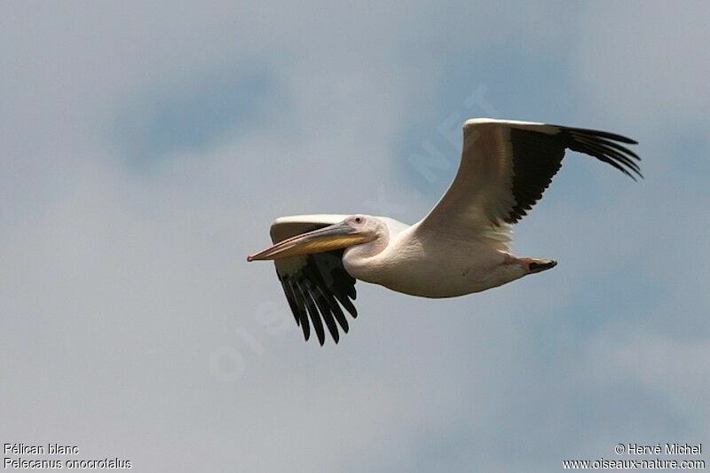 Great White Pelican