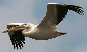 Great White Pelican