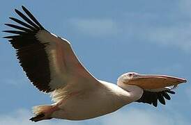 Great White Pelican