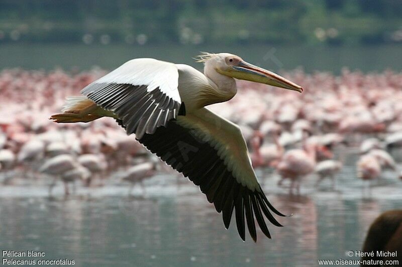 Great White Pelican