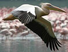 Great White Pelican