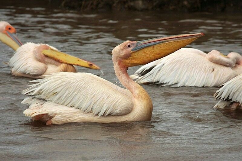 Great White Pelican