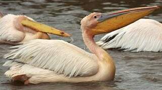 Great White Pelican