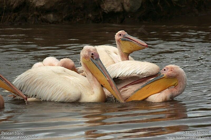 Great White Pelicanadult