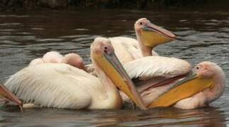 Great White Pelican