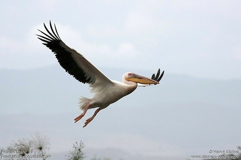 Great White Pelicanadult